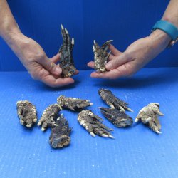 Ten piece Alligator...