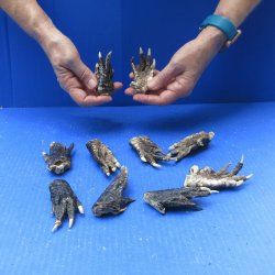 Ten piece Alligator...