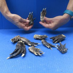 Ten piece Alligator...