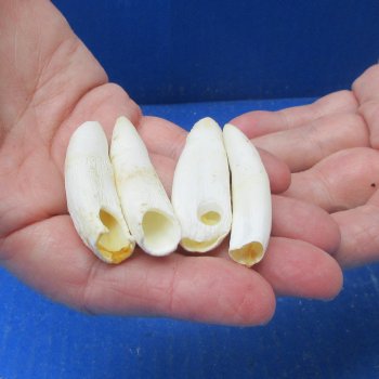 Four piece Alligator Teeth 2" to 2-1/4" 