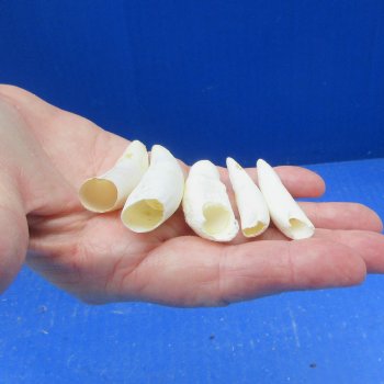 Five piece Alligator Teeth 2" to 2-1/4" 