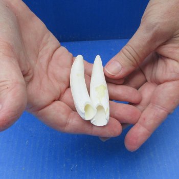 Two piece Alligator Teeth 2-3/4" 