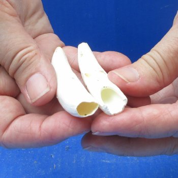 Two piece Alligator Teeth 2-3/4" 