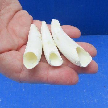 Three piece Alligator Teeth 2-1/2" 