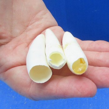 Three piece Alligator Teeth 2-1/2" 