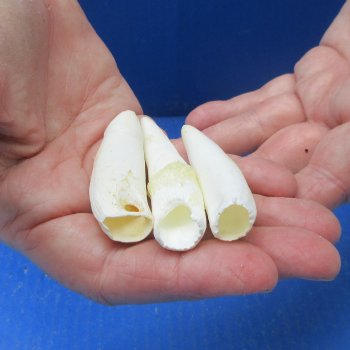 Three piece Alligator Teeth 2-1/2" 