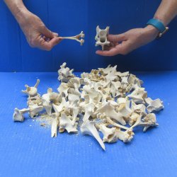 Fifty piece #2 Wild Boar Vertebrae Bones 1-1/2" to 4"