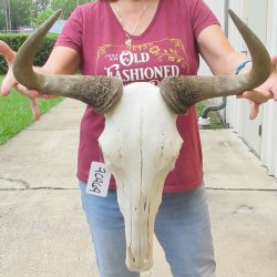 Slight B-Grade African Blue Wildebeest Skull with 19" Horn Spread <font color=red> (NO POST OFFICE (USPS) SHIPPING!!) </font>