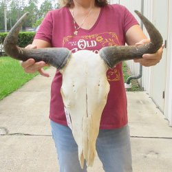 B-Grade African Blue Wildebeest Skull with 18" Horn Spread <font color=red> (NO POST OFFICE (USPS) SHIPPING!!) </font>