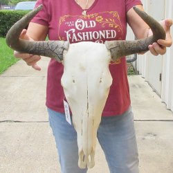 Slight B-Grade African Blue Wildebeest Skull with 18" Horn Spread <font color=red> (NO POST OFFICE (USPS) SHIPPING!!) </font>