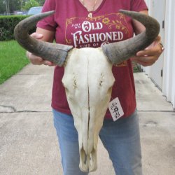 Slight B-Grade African Blue Wildebeest Skull with 17" Horn Spread <font color=red> (NO POST OFFICE (USPS) SHIPPING!!) </font>