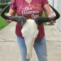 Slight B-Grade African Blue Wildebeest Skull with 22" Horn Spread <font color=red> (NO POST OFFICE (USPS) SHIPPING!!) </font>