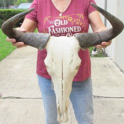 Slight B-Grade African Blue Wildebeest Skull with 22" Horn Spread <font color=red> (NO POST OFFICE (USPS) SHIPPING!!) </font>