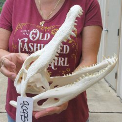 Real 13 inch A-Grade Florida Alligator Skull