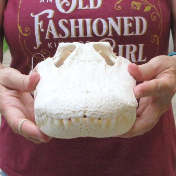  Real 13 inch A-Grade Florida Alligator Skull