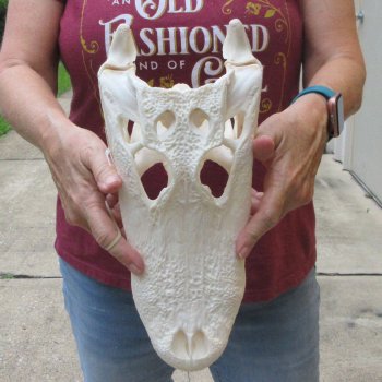  Real 13 inch A-Grade Florida Alligator Skull