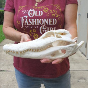  Real 13 inch A-Grade Florida Alligator Skull
