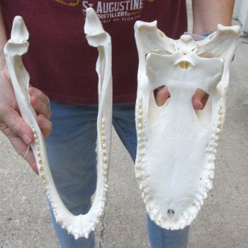  Real 13 inch A-Grade Florida Alligator Skull