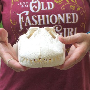  Real 13" B-Grade Florida Alligator Skull