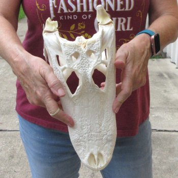  Real 13" B-Grade Florida Alligator Skull