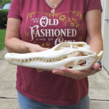  Real 13" B-Grade Florida Alligator Skull