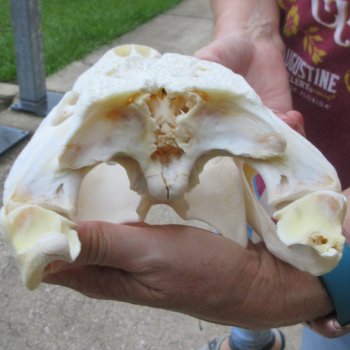  Real 13" B-Grade Florida Alligator Skull