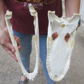  Real 13" B-Grade Florida Alligator Skull