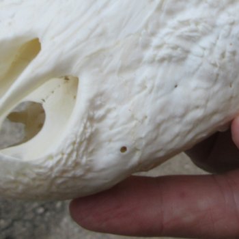  Real 13" B-Grade Florida Alligator Skull