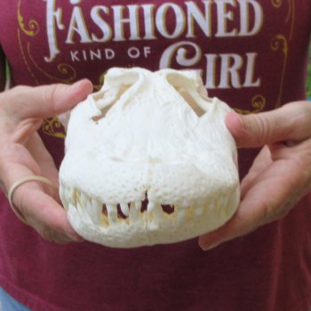  Real 12-1/4" B-Grade Florida Alligator Skull