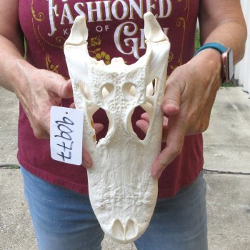  Real 12-1/4" B-Grade Florida Alligator Skull