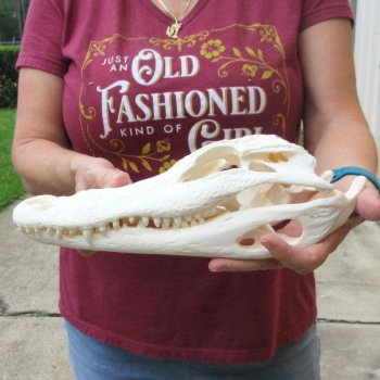  Real 12-1/4" B-Grade Florida Alligator Skull