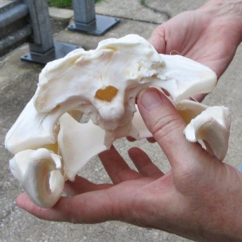  Real 12-1/4" B-Grade Florida Alligator Skull