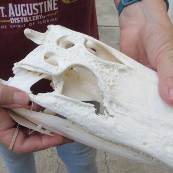  Real 12-1/4" B-Grade Florida Alligator Skull