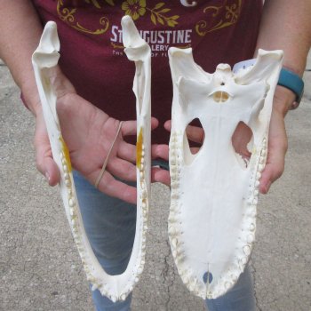  Real 12-1/4" B-Grade Florida Alligator Skull