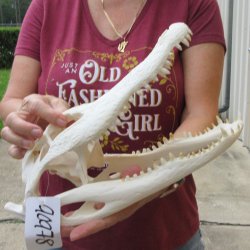  Real 13-1/2" B-Grade Florida Alligator Skull