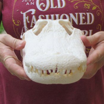 Real 13-1/2" B-Grade Florida Alligator Skull