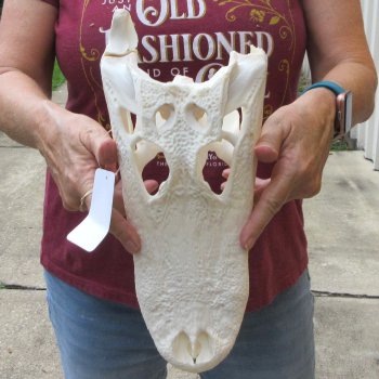  Real 13-1/2" B-Grade Florida Alligator Skull