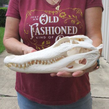  Real 13-1/2" B-Grade Florida Alligator Skull