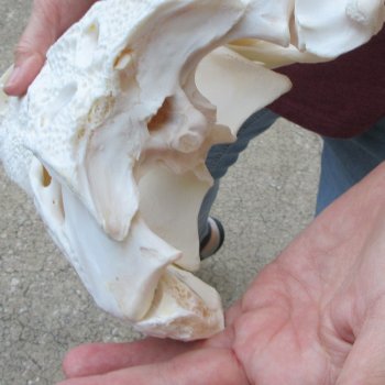  Real 13-1/2" B-Grade Florida Alligator Skull