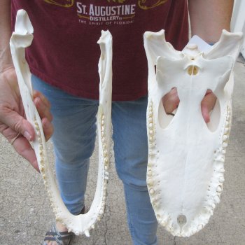  Real 13-1/2" B-Grade Florida Alligator Skull