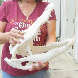  Real 16-1/4 inch Florida Alligator Skull