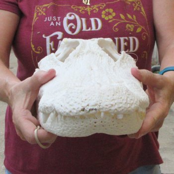  Real 16-1/4 inch Florida Alligator Skull