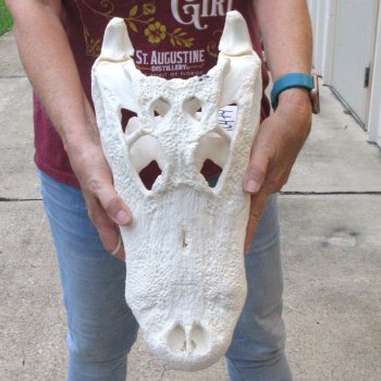  Real 16-1/4 inch Florida Alligator Skull