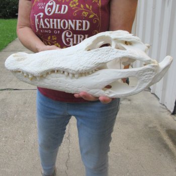  Real 16-1/4 inch Florida Alligator Skull
