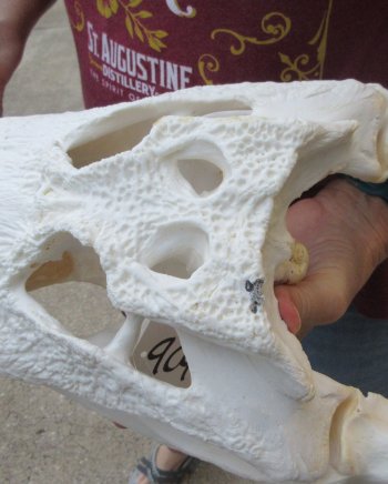  Real 16-1/4 inch Florida Alligator Skull