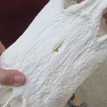  Real 16-1/4 inch Florida Alligator Skull