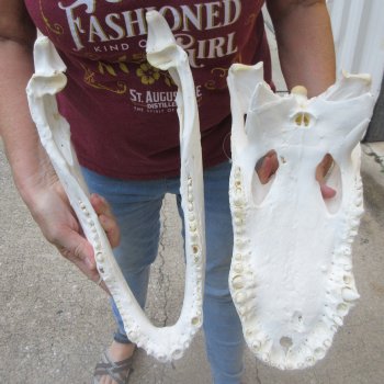  Real 16-1/4 inch Florida Alligator Skull