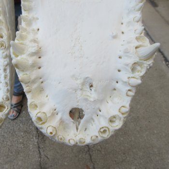  Real 16-1/4 inch Florida Alligator Skull