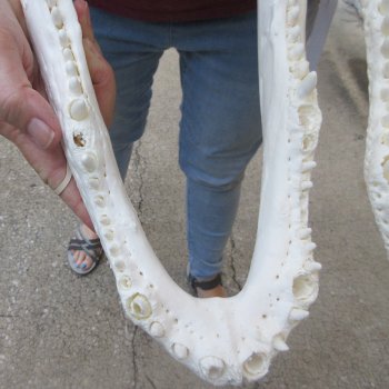  Real 16-1/4 inch Florida Alligator Skull