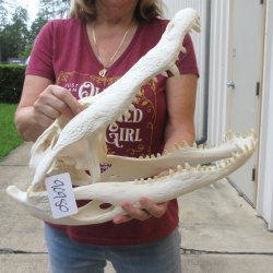  Real 19" B-Grade Florida Alligator Skull